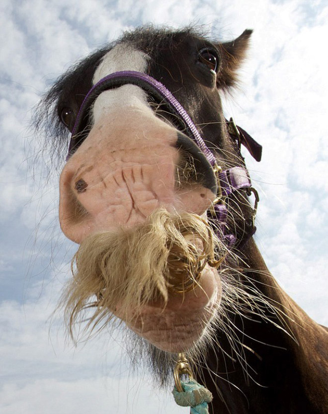 Did you know that horses can grow mustaches?