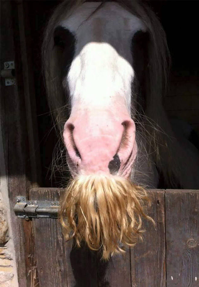 Did you know that horses can grow mustaches?