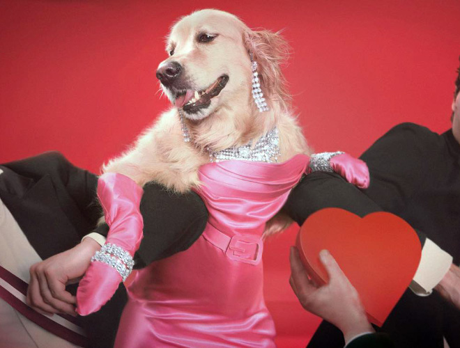 Iconic photo of Madonna recreated by a dog.
