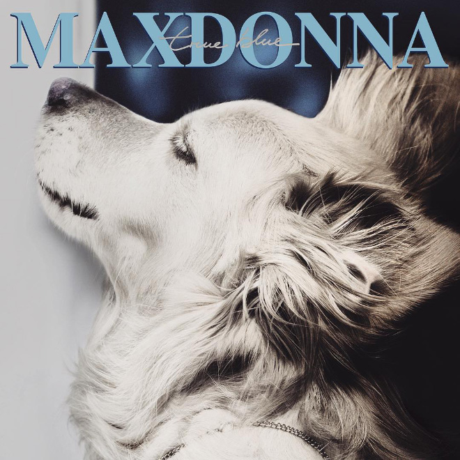Iconic photo of Madonna recreated by a dog.