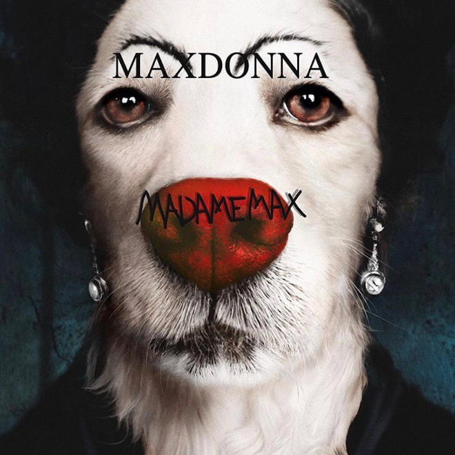 Iconic photo of Madonna recreated by a dog.