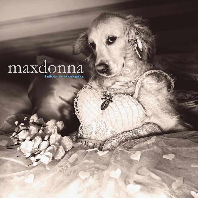 Iconic photo of Madonna recreated by a dog.