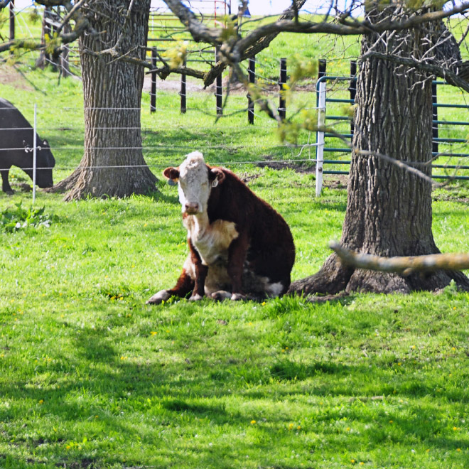 Awkwardly sitting cow.