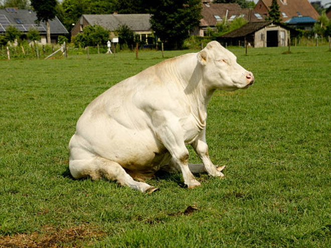 Awkwardly sitting cow.