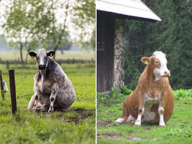 Awkwardly sitting cow.