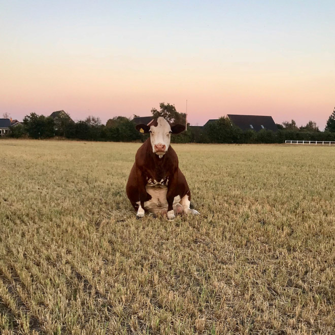 Awkwardly sitting cow.