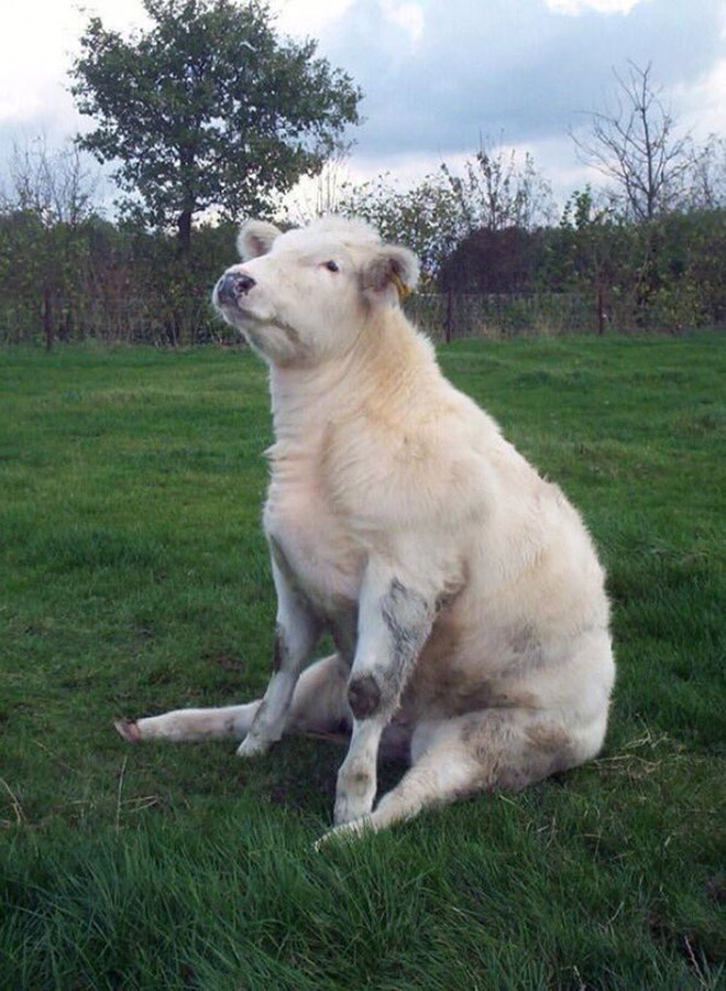 Awkwardly sitting cow.