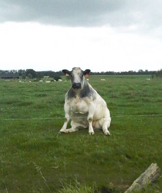 Awkwardly sitting cow.