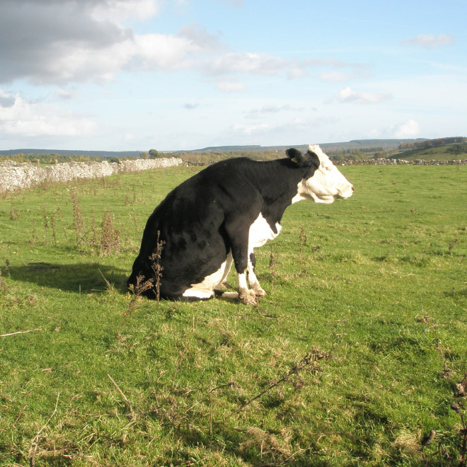 Awkwardly sitting cow.