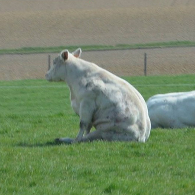 Awkwardly sitting cow.