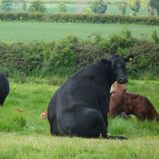 Awkwardly sitting cow.