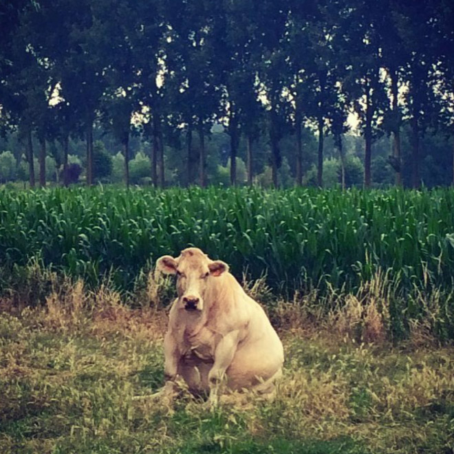 Awkwardly sitting cow.