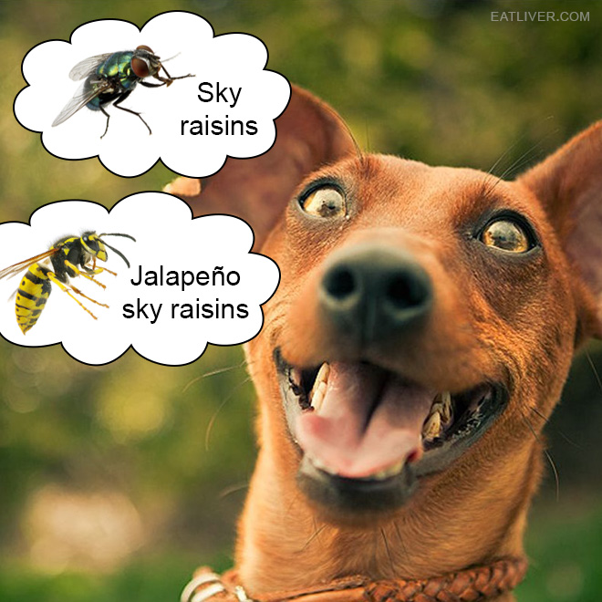 Nature's snacks: sky raisins and jalapeño sky raisins.