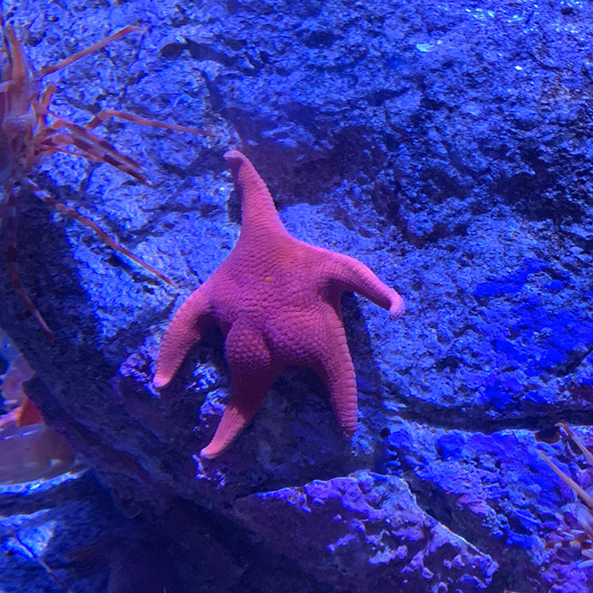 The hottest starfish ever.