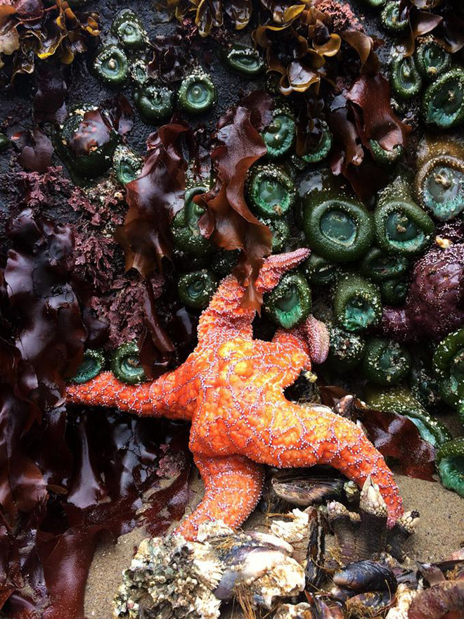 The hottest starfish ever.