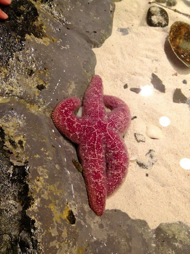 The hottest starfish ever.