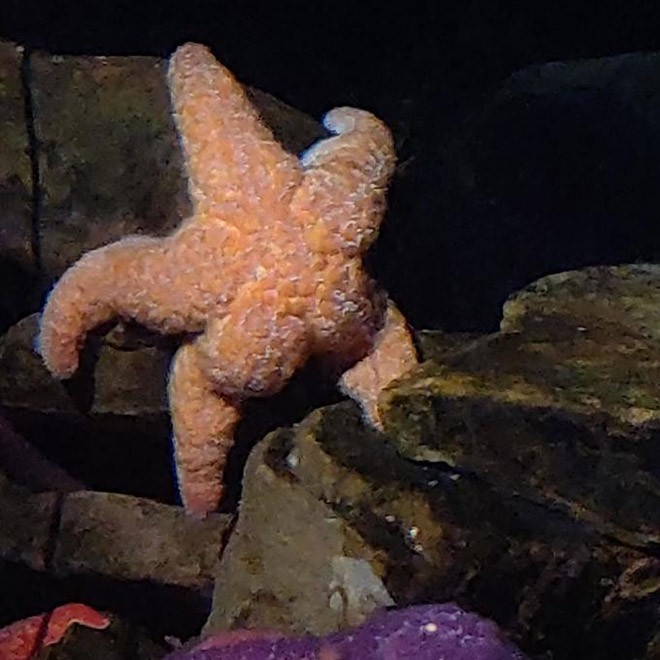The hottest starfish ever.