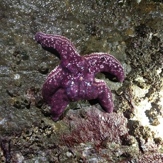 The hottest starfish ever.