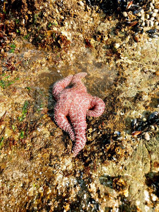 The hottest starfish ever.