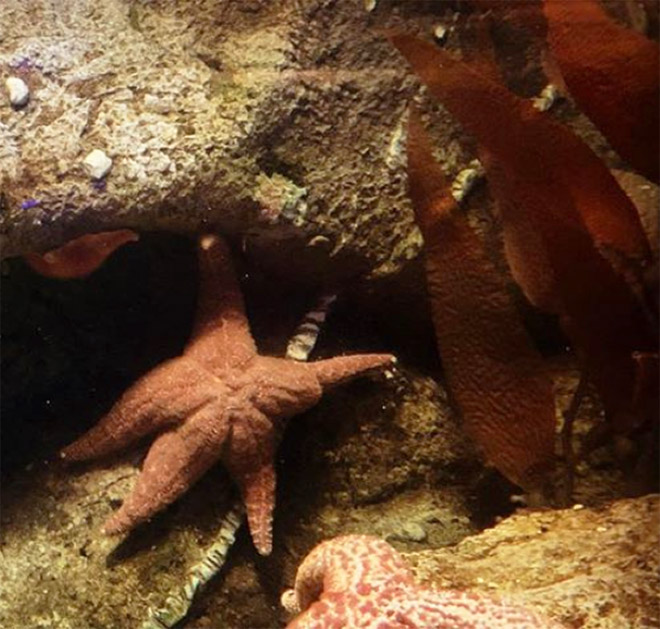 The hottest starfish ever.