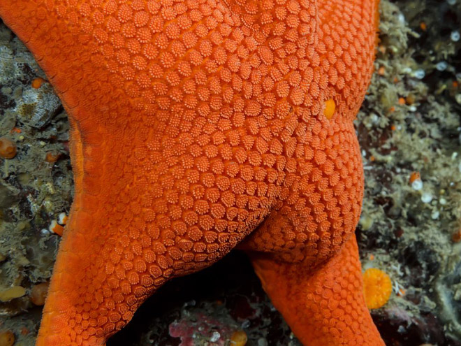 The hottest starfish ever.