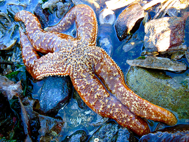 The hottest starfish ever.