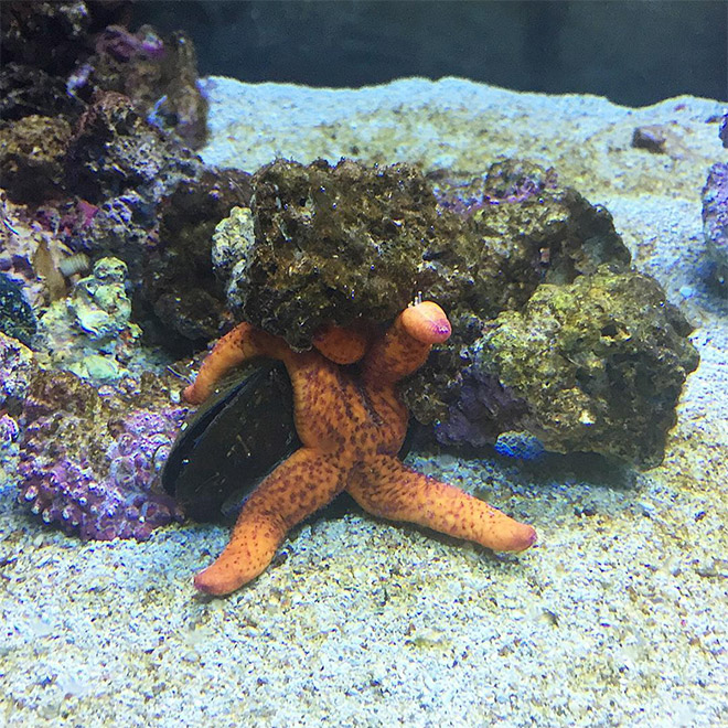 The hottest starfish ever.