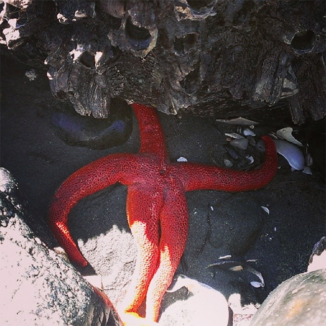 The hottest starfish ever.