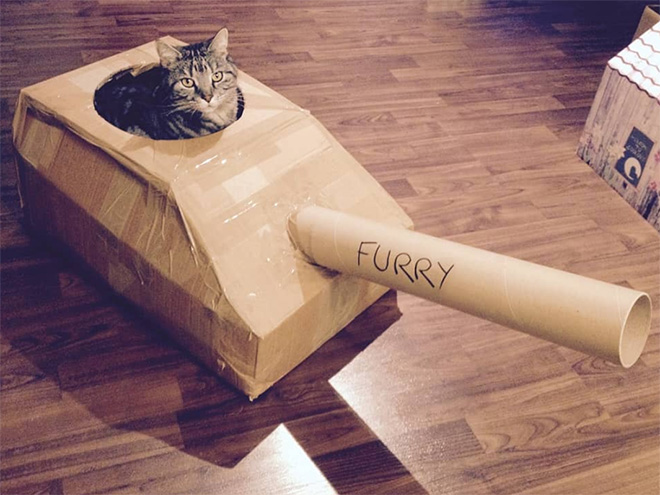 This cat is ready for battle!