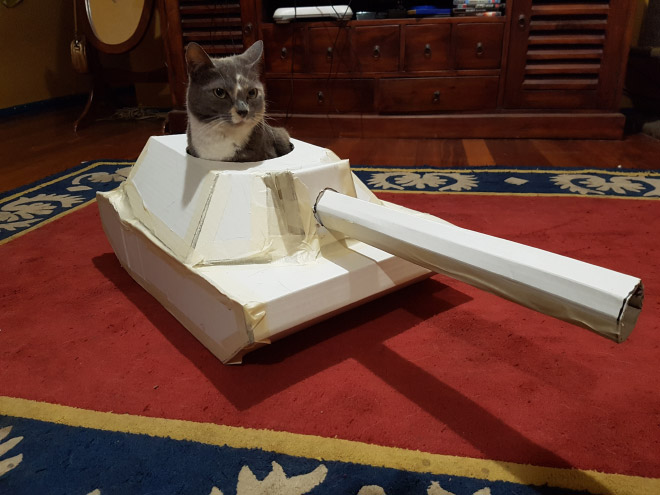 This cat is ready for battle!