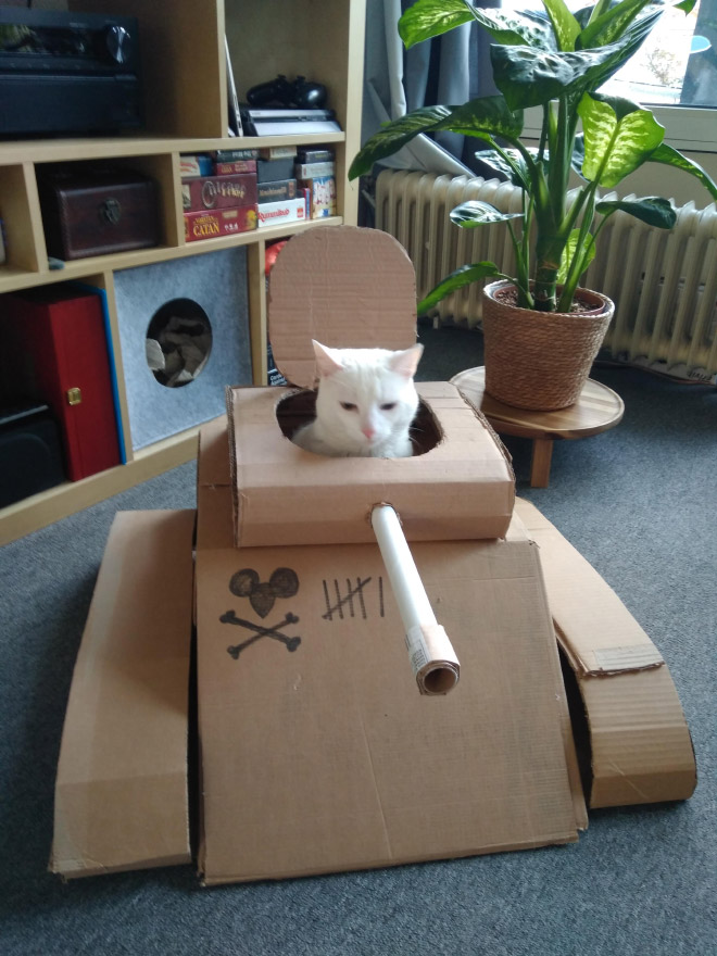 This cat is ready for battle!