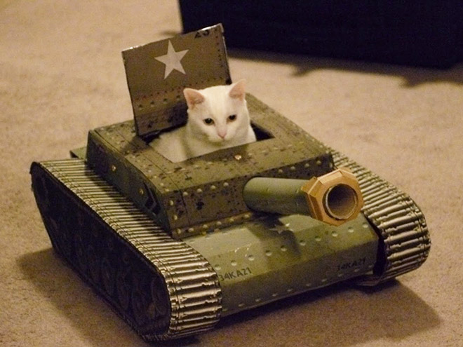 This cat is ready for battle!