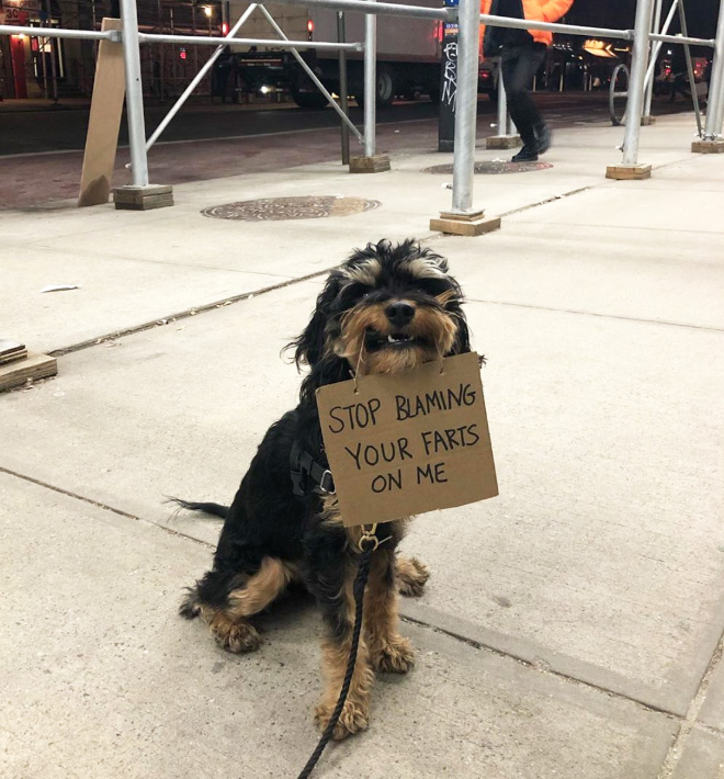 Brave protesting dog.