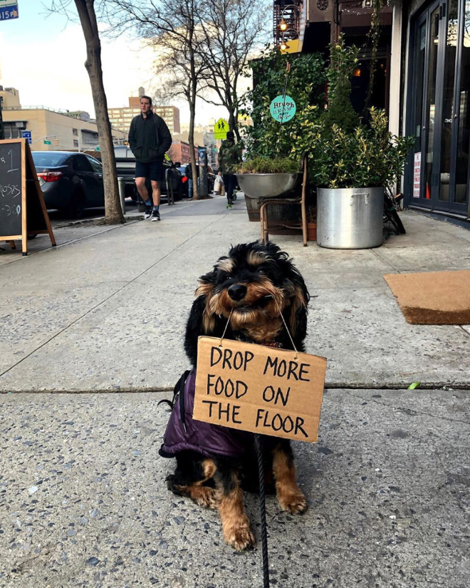 Brave protesting dog.