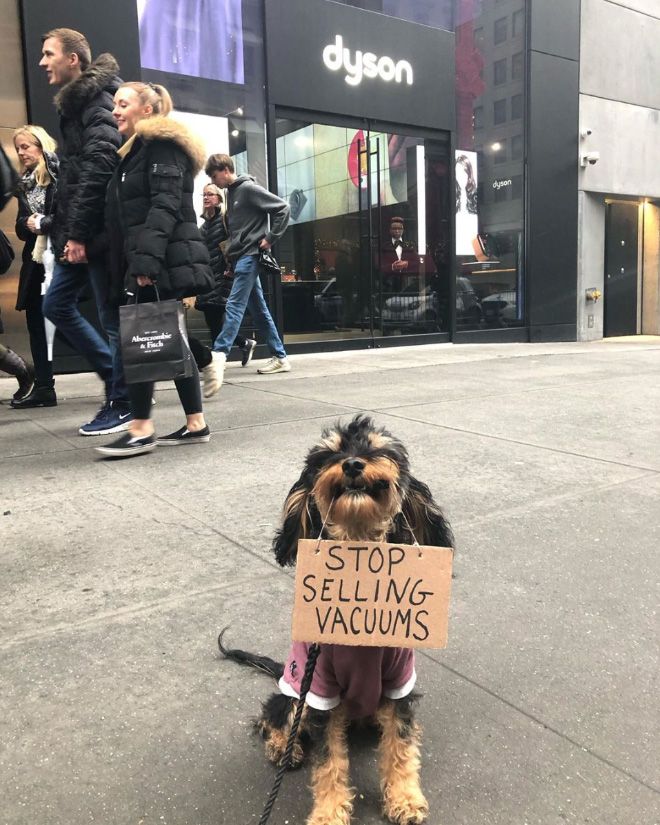 Brave protesting dog.