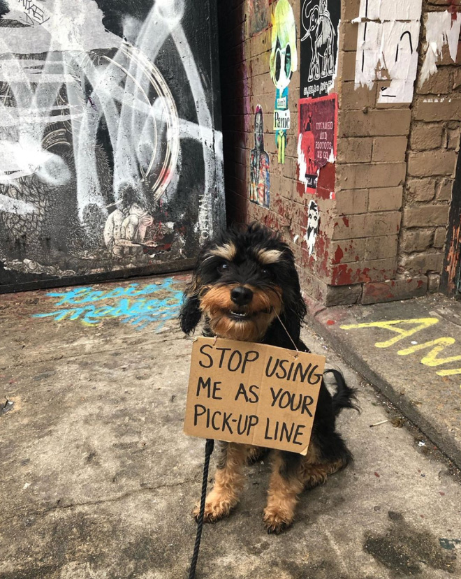 Brave protesting dog.