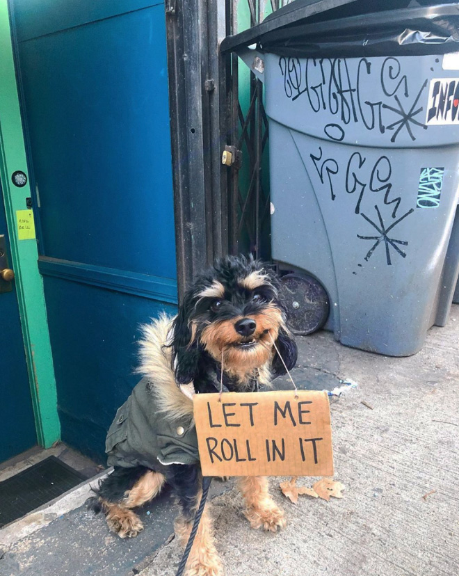 Brave protesting dog.