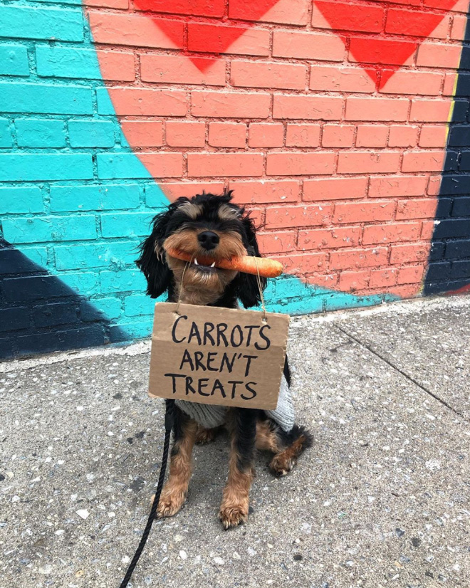 Brave protesting dog.