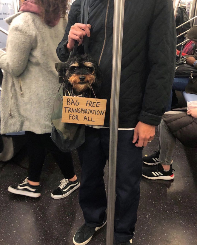 Brave protesting dog.