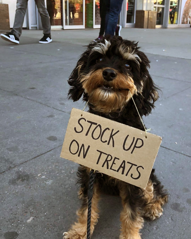 Brave protesting dog.