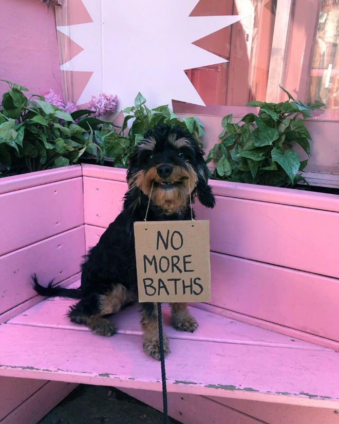 Brave protesting dog.