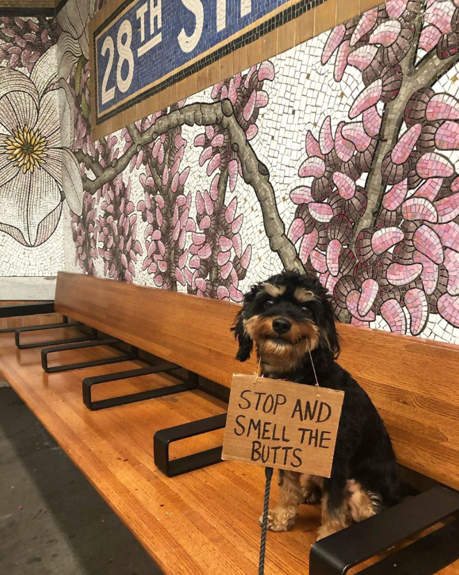 Brave protesting dog.