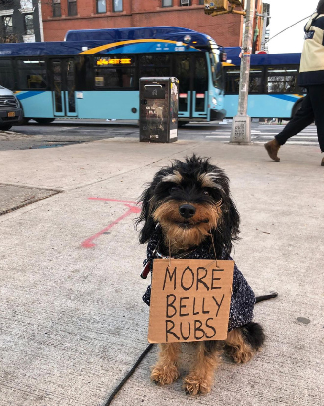 Brave protesting dog.