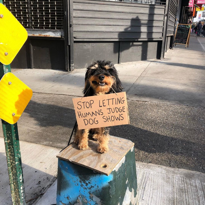 Brave protesting dog.