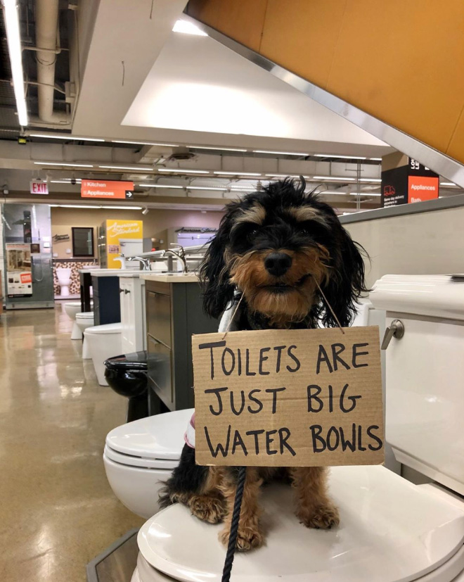 Brave protesting dog.