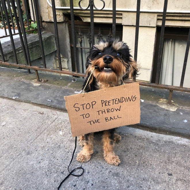 Brave protesting dog.