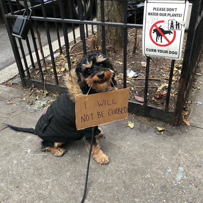 Brave protesting dog.