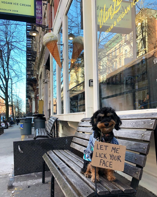 Brave protesting dog.