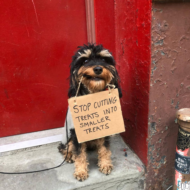 Brave protesting dog.