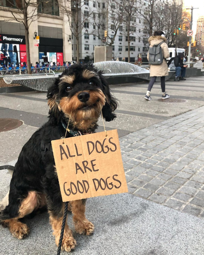 Brave protesting dog.